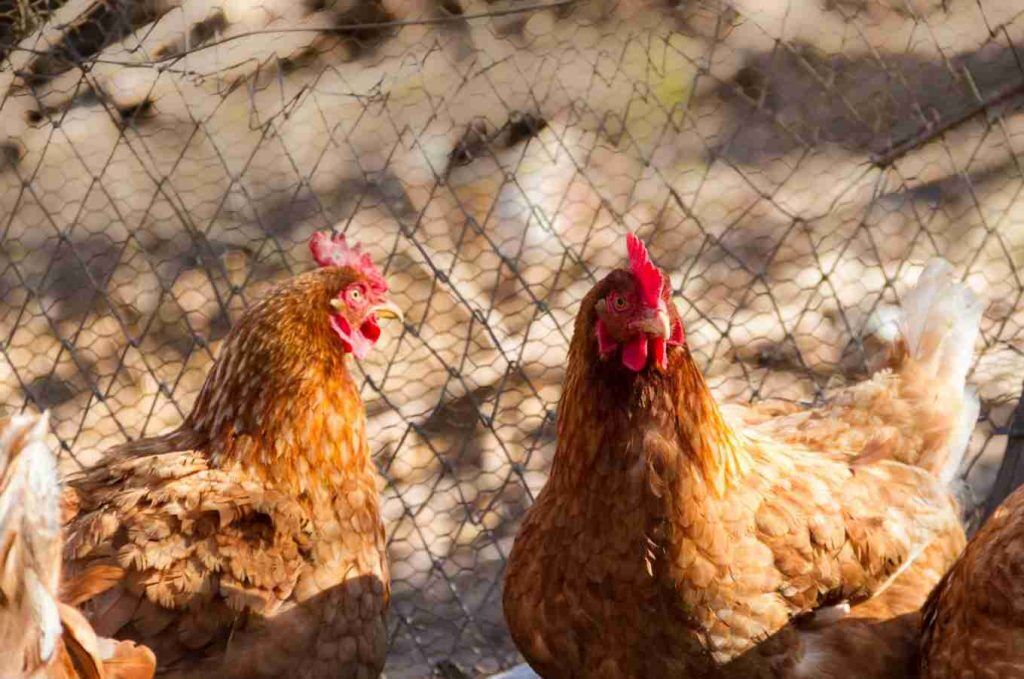 The Multi-Tier Welfare System: Elevating Hen Welfare, Health and Egg ...